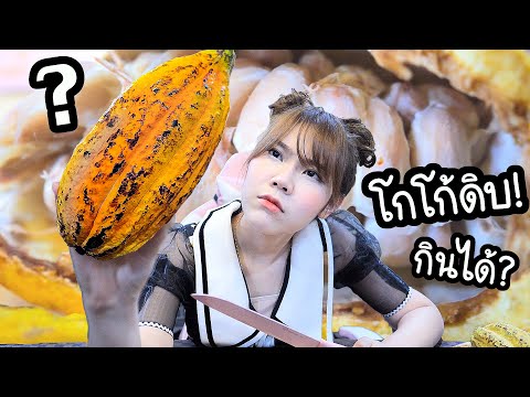 กิน-เม็ดโกโก้ดิบ-ครั้งแรก!--มั กิน-เม็ดโกโก้ดิบ-ครั้งแรก!--มั