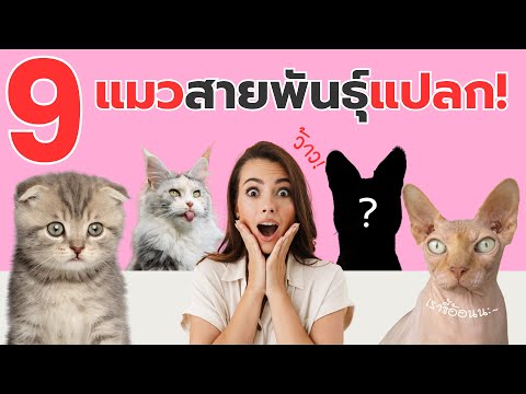 9แมวสายพันธุ์สุดแปลกที่คุณอา