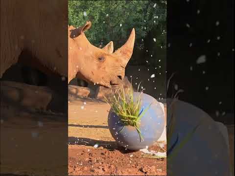 Zoo animals in Phoenix treated to a faux snow day with cold snacks and shaved ice #shorts