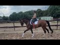 Dressage horse Talentvol, braaf en netjes opgeleid