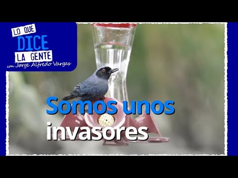 Monserrate, un hermoso lugar para el avistamiento de aves en Bogotá - Lo Que Dice La Gente