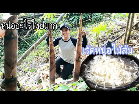 หาหน่อยักษ์เพื่อไปทำหน่อไม้ดอง หาหน่อยักษ์เพื่อไปทำหน่อไม้ดอง