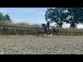 Dressuurpaard Talented younghorse