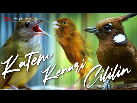 KAPAS TEMBAK - CILILIN - KENARI KOMBINASI MASTERAN WENAK