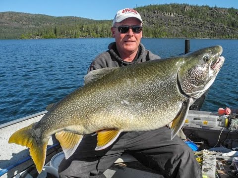 lake trout  frontier fishing lodge  great slave lake  nwt