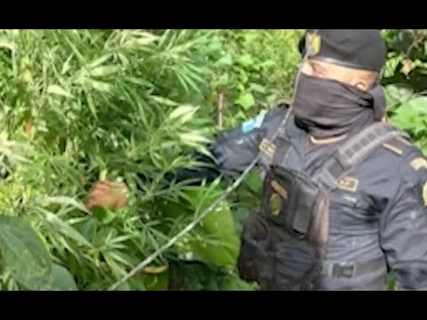 PNC erradica marihuana en Totonicapán
