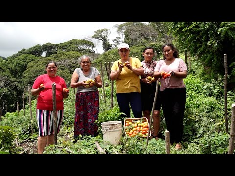 Mujeres campesinas dinamizan producción de hortalizas en Nicaragua