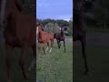 Dressage horse imposantos merrie