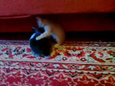 Video: Kačiukas vs Triušiukas - Kova, be taisykliu.