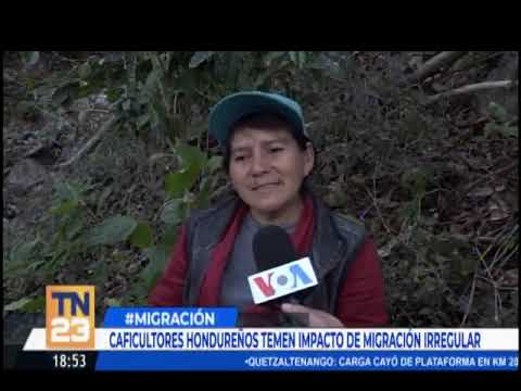 Caficultores hondureños temen reducción de jornaleros por migración irregular