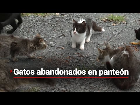 GATOS DESAMPARADOS EN PANTEÓN | En Puebla dejan a michis abandonados en el cementerio municipal