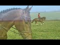 Dressurpferd super leuk dressuurpaard te koop