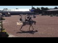 Show jumping horse Prachtig merrieveulen