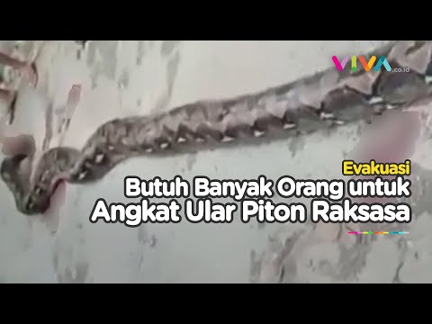 Viral, Warga Bunuh Ular Piton Raksasa Dengan Panjang 10 Meter di Kabupaten Muna