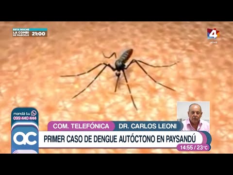Algo Contigo - Primer caso de Dengue autóctono en Paysandú
