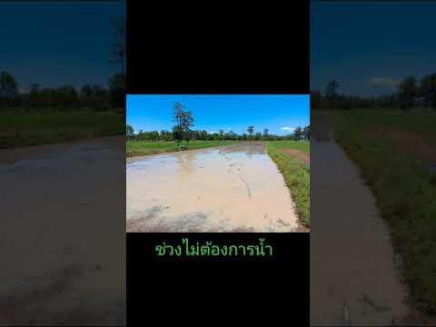 น้ำตาอีสาน-เเก้ใขเเล้ง1เดือน#โ น้ำตาอีสาน-เเก้ใขเเล้ง1เดือน#โ