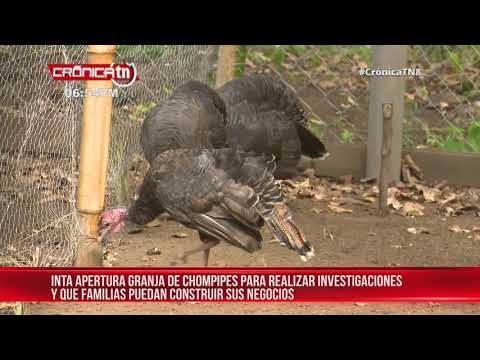 Managua inaugura granja de chompipes para mejorar investigaciones – Nicaragua