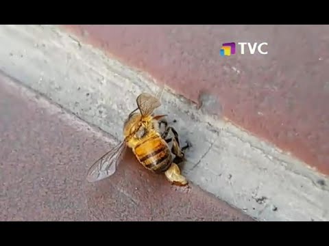 Enjambre de abejas atacó violentamente a 20 niños en Pastaza