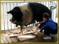 Свиноводство: Школа свиноводства Корпорации Агро-Союз.mpg
