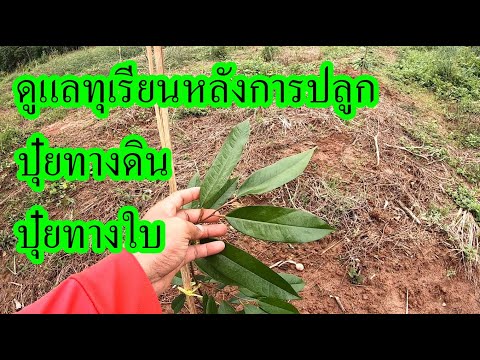 วิธีดูแลทุเรียนเล็ก-หลังปลูก-ร วิธีดูแลทุเรียนเล็ก-หลังปลูก-ร