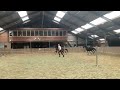 Show jumping horse 4-jarige eerlijke ruin