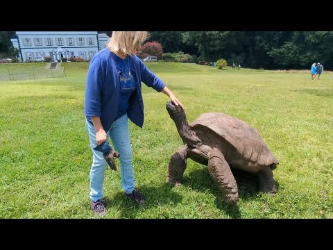 Meet Jonathan the tortoise, the world's oldest land animal