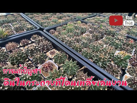 🌵การแก้ปัญหา-ดินในกระถางที่โดน 🌵การแก้ปัญหา-ดินในกระถางที่โดน