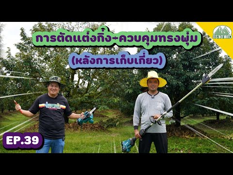 EP.39-การตัดแต่งกิ่ง-ควบคุมทรง EP.39-การตัดแต่งกิ่ง-ควบคุมทรง