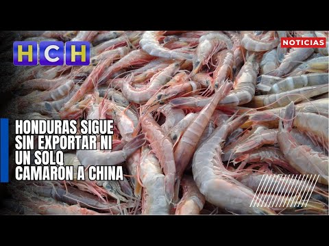 Honduras sigue sin exportar ni un solo camarón a China