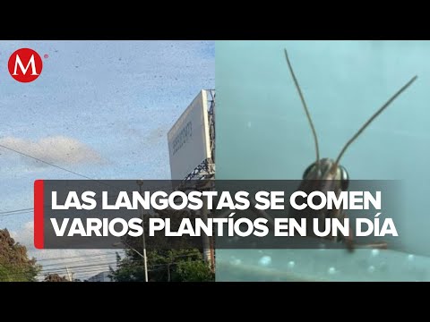 Plaga de langostas invade el cielo de Mérida, Yucatán