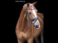 حصان الفروسية Prachtige voskleur dressuurruin Katell VZ( Everdale x Ferro)