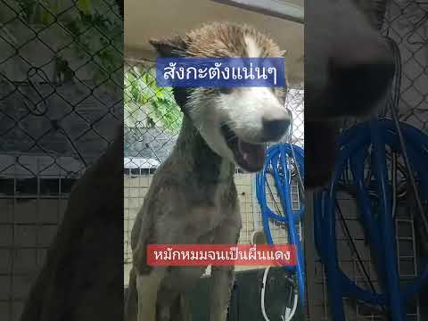 ตัดขนไซบีเรียนมีปัญหาสังกะตังแ