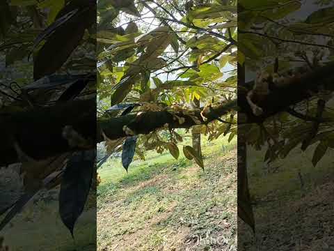 แต่งแขนงแซมดอกลดการแย่งอาหารจ