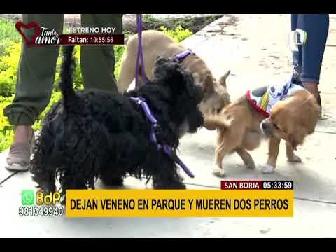 San Borja: vecinos denuncian que dejan veneno en parque y dos mascotas murieron