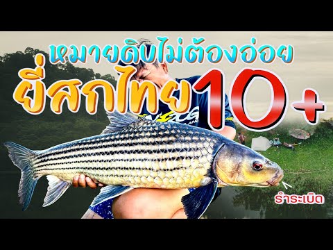 หมายดิบไม่ต้องอ่อยยี่สกไทย10