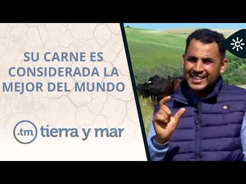 Tierra y mar | Wagyu, la raza de bovino japonesa que ya se cría en Andalucía