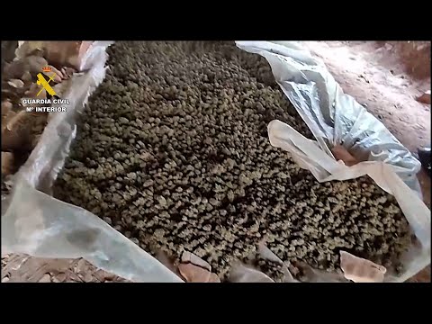 Nueve detenidos por deforestar dos hectáreas de un paraje en Málaga para plantar marihuana