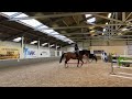 Show jumping horse 8-jarig sportpaard (hunter prospect)