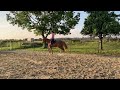 Show jumping horse 5 jarige vosmerrie te koop