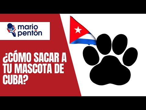 Testimonio: ¿Cómo sacar a tu mascota de Cuba hacia Estados Unidos?