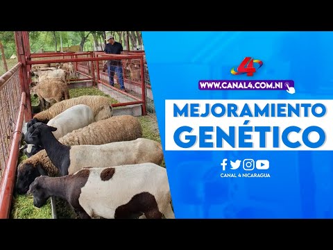INTA inaugura granja de mejoramiento genético y reproducción de ganado ovino y caprino