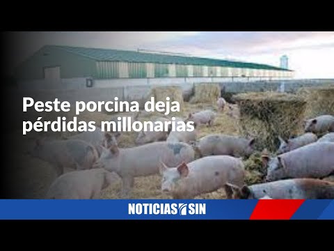 Peste porcina deja pérdidas millonarias