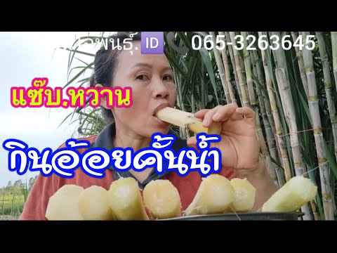 กิน.อ้อยคั้นน้ำ8.สายพันธุ์ กิน.อ้อยคั้นน้ำ8.สายพันธุ์