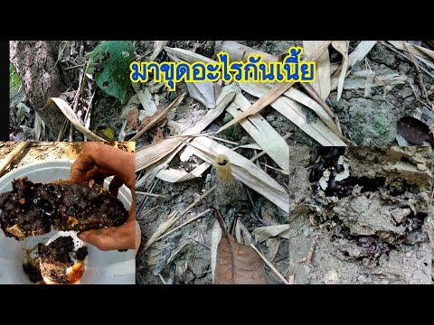 ขุดชันโรง-น้ำหวานที่มีสรรพคุณท ขุดชันโรง-น้ำหวานที่มีสรรพคุณท
