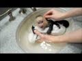 Capuchin Monkey Frankie Takes a Bath