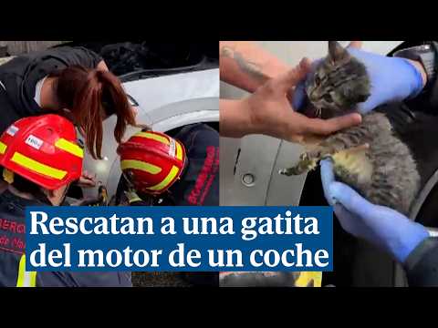 Rescatan a una gatita atrapada en el motor de un coche