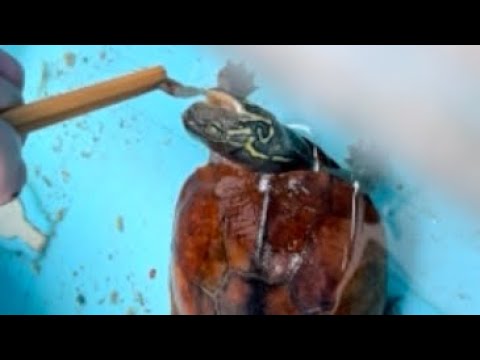 家で飼っている愛亀にご飯をあげます。