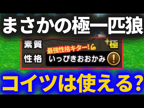 【ドラクエウォーク】極一匹狼降臨!!ついに恵まれる時が来たのか!?【モンスターグランプリ】【なかまモンスター】