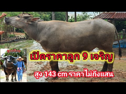 เปิดราคาหน้าคอกลูกเก้าเจริญ-สู เปิดราคาหน้าคอกลูกเก้าเจริญ-สู