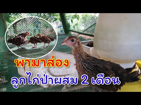 ลุกไก่ป่า2เดือน